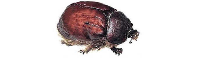 cochineal bug