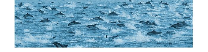 DolphinMegaPod.jpg