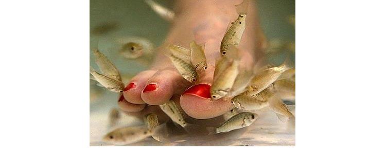 FishPedicure.jpg