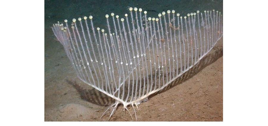 MeatEatingSponge.jpg