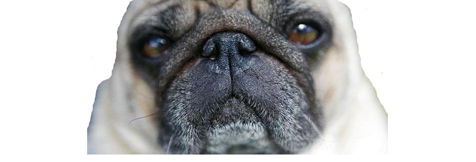 PugShot.jpg