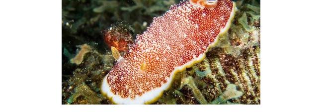 SeaSlug.jpg
